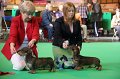 Special Puppy Dogs1
